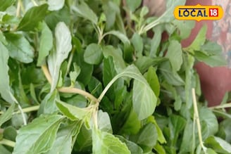 এক তিরে দুই শিকার! সস্তার এই শাকেই সুগার-কোলেস্টেরল উপড়ে ফেলবে! বাড়বে ত্বকের জেল্লা