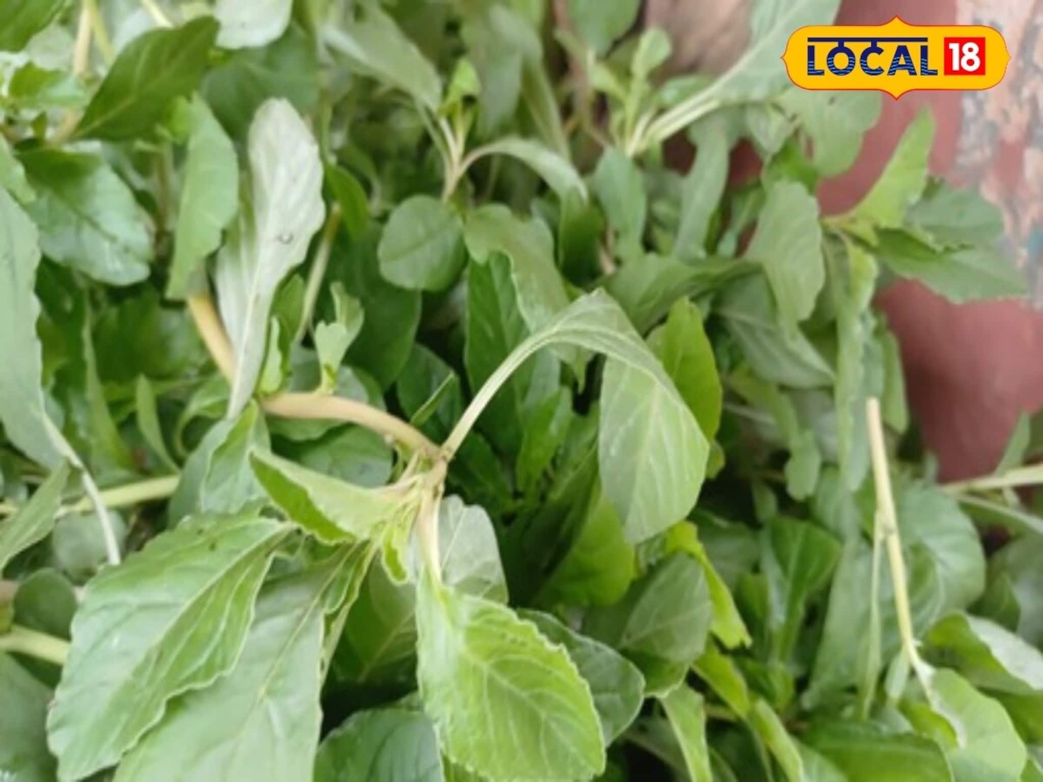 High Blood Sugar Control Tips: এক তিরে দুই শিকার! সস্তার এই শাকেই সুগার-কোলেস্টেরল উপড়ে ফেলবে! বাড়বে ত্বকের জেল্লা