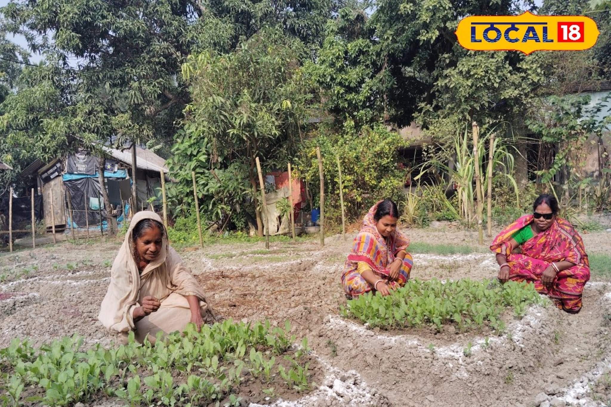 এক চিলতে জায়গাতেই পুষ্টির খনি! পুষ্টিবাগানের সঠিক পদ্ধতি নজর কাড়ছে এলাকায়, লাভও হচ্ছে অনেক এক চিলতে জায়গাতেই পুষ্টির খনি! পুষ্টিবাগানের সঠিক পদ্ধতি নজর কাড়ছে এলাকায়, লাভও হচ্ছে অনেক