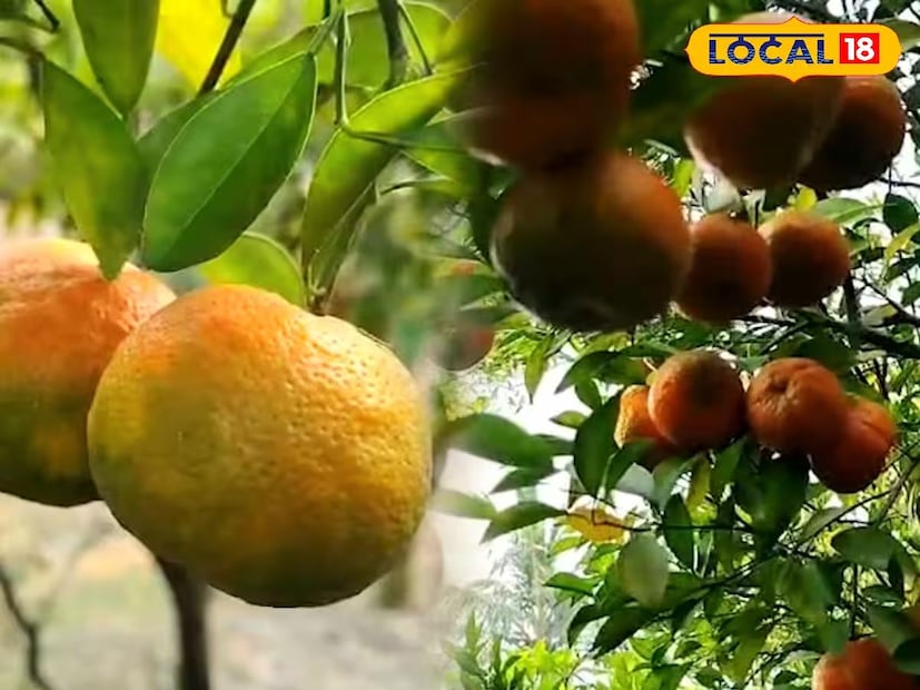 বাগানে ঢুকতেই নাকে আসে কমলালেবুর সেই মিষ্টি সুবাস। কমলালেবুর পাশাপাশি বাগানে রয়েছে সবেদা, মিষ্টি বড় মোসাম্বি (যা খোসাসহ খাওয়া যায়), কাঁটা-ছাড়া বেল, মিষ্টি তেঁতুল, ‘ঘট বাতাবি’, সুইট লেমন, ইউনিক জাতের পেয়ারা ও বাহারি আম গাছ। রয়েছে ক্যানসার বিরোধী ওষুধ তৈরিতে ব্যবহৃত হয় এমন কোরোসল গাছ, এমনকি রয়েছে বৃহৎ আকৃতির জাম্বুরা গাছ। যার এক একটি ফল প্রায় এক কেজি ওজনের হয় বলেও জানান বাগান মালিক।