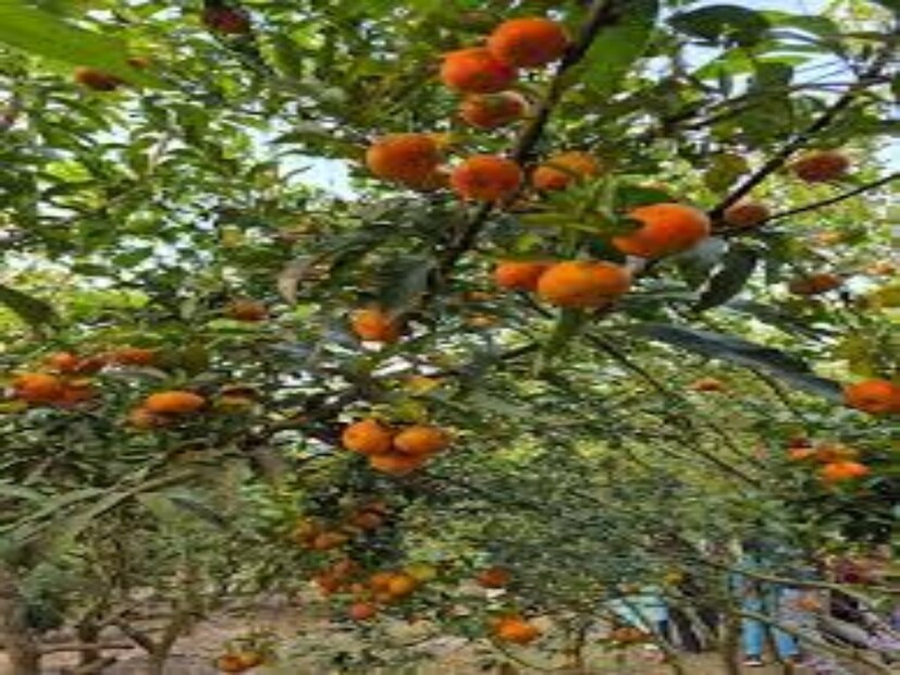 পরিবার নিয়ে, বিশেষ করে ছোটদের সঙ্গে অনেকে ছুটে আসছেন ছবি তুলতে, সেলফি নিতে এবং প্রকৃতির মাঝে সময় কাটাতে। সুযোগ পেলে আপনিও ঘুরে আসতে পারেন অশোকনগরের এই ‘মিনি সিটং’ থেকে।