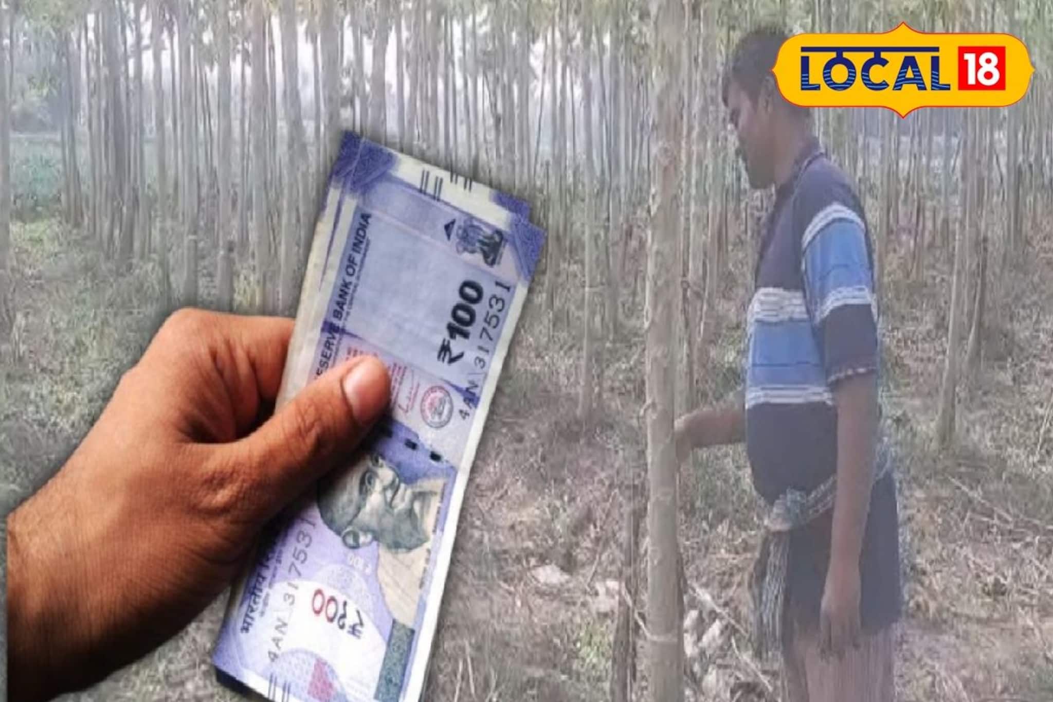 Agriculture News: সারা বছর চাহিদা থাকে তুঙ্গে, খরচ-পরিশ্রম দুটোই কম! পূর্বস্থলীর চাষিদের আয়ের নয়া দিশা দেখাচ্ছে এই চাষ