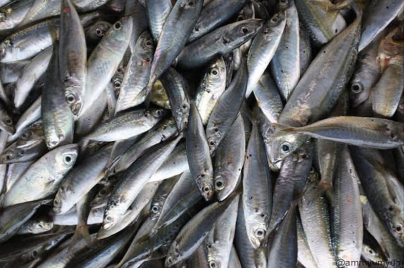 আসলে এটি এমন একটি মাছ, যার রয়েছে অঢেল ঔষধি গুণ এবং উপকারিতা। সুভাপারাই মাছের চেহারা চকচকে, ফ্যাকাশে সাদা, লেজ, পিঠ এবং ফুলকা হলুদ হয় এবং শরীর কিছুটা চ্যাপ্টা ও লম্বাটে দেখতে।