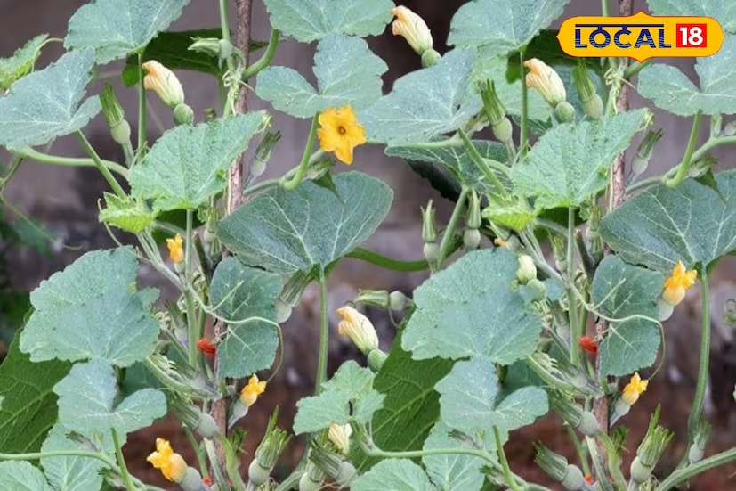 শিশুকে বুকের দুধ খাওয়ানো মায়েদের শরীরে যথেষ্ট প্রোটিন প্রয়োজন। তার জন্য কুমড়োর শাক খুবই উপকারী। কারণ এটি শরীরের প্রয়োজনীয় সব পুষ্টি সরবরাহ করে। ভিটামিন-এ ও সি-সমৃদ্ধ কুমড়ো শাক ত্বককে উজ্জ্বল করে তোলে। সেই সঙ্গে ভাল থাকে চুলও। কুমড়ো শাকে প্রচুর খাদ্য আঁশ থাকায় হজমে সাহায্য করে। ফলে কোষ্ঠকাঠিন্য দূর হয়।