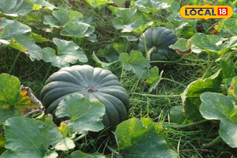 দৃষ্টিশক্তি বাড়াতে সপ্তাহে ২ থেকে ৩ বার কুমড়োর শাকের সবজি, স্যুপ বা কুমড়ো পাতার রস খাওয়া যেতে পারে। এছাড়াও চোখের ছানি প্রতিরোধ করতে যথেষ্ট উপকারী এই শাক।