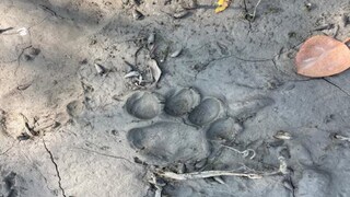 পাথরপ্রতিমায় বাঘের ভয়,পায়ের ছাপ বাঘেরই নিশ্চিত বন দফতর