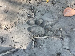 পাথরপ্রতিমায় বাঘের ভয়,পায়ের ছাপ বাঘেরই নিশ্চিত বন দফতর