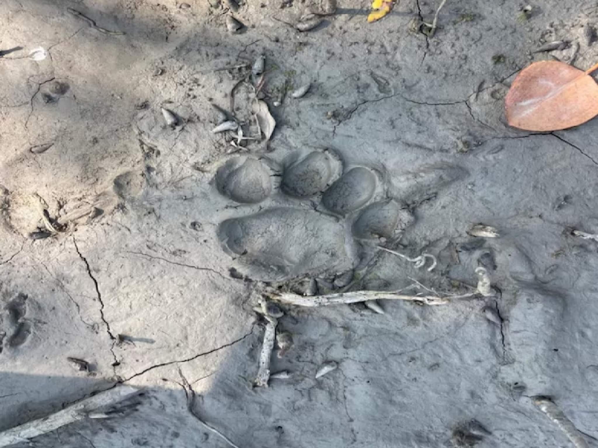 Tiger Panic: দু’দিন কেটে গেলেও এখনও অধরা,বাঘের ভয়ে কাঁপছে পাথরপ্রতিমা, নদীর বাঁধ বরাবর জাল, ঘটনাস্থলে বন দফতর