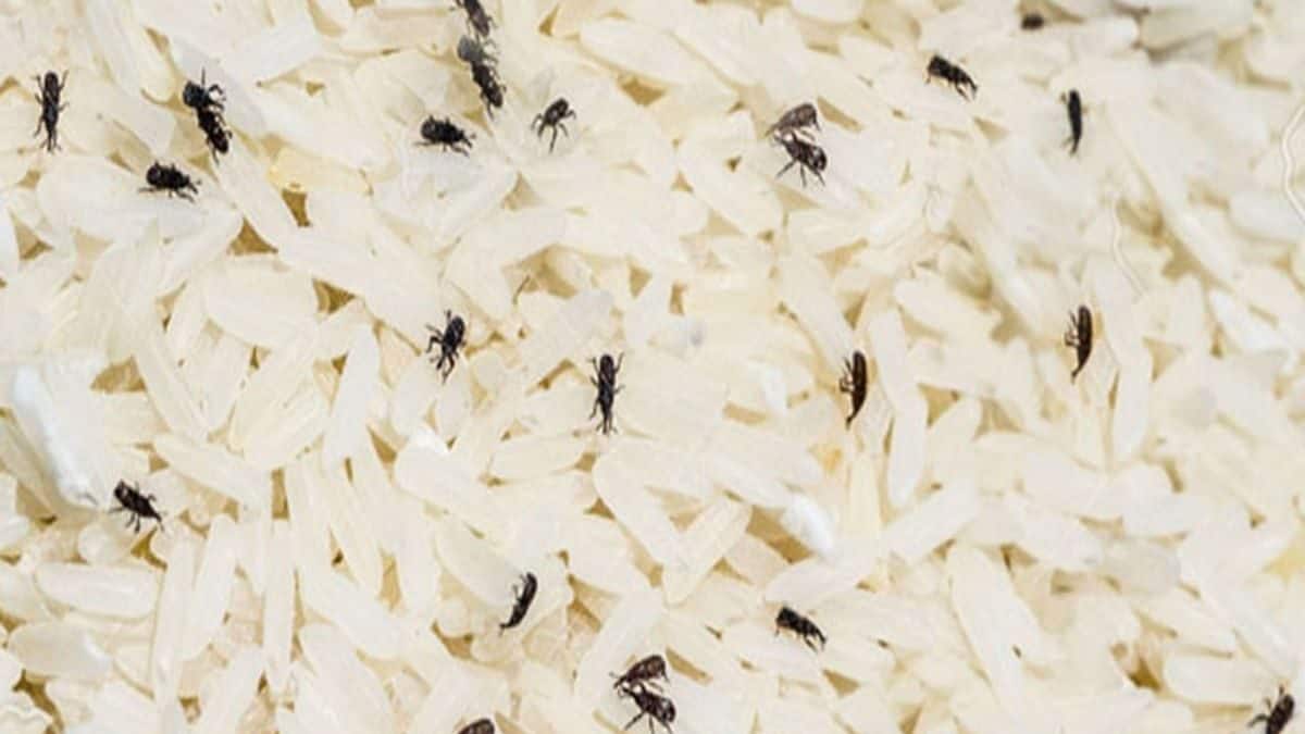 Tice Bug Rice Bug Tips: চালে 'পোকা' হচ্ছে...! কৌটোয় রেখে দিন এক প্যাকেট সস্তার ...