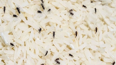 চাল, চালের পোকা, চালের কৌটো, কৌটোয় রেখে দিন এক প্যাকেট, চালের পোকা তাড়াতে সস্তার জিনিস, একটাও পোকা ঘেঁষবে না ধারে কাছে, শিখুন নয়া টেকনিক, এক প্যাকেট সিলিকা জেল, সিলিকা জেল দিয়ে তাড়ান চালের পোকা, চালের পোকা তাড়াতে সিলিকা জেলের প্যাকেট, ১ প্যাকেট সিলিকা জেল, দু টাকার সিলিকা জেল, চালের পোকা তাড়ানোর দারুন টেকনিক, চালের পোকা তাড়ানোর উপায়, চালের কৌটো, সিলিকা জেল, থেকে পোকা তাড়ানোর উপায়, চালের পোকা তাড়াতে ঘরোয়া প্রতিকার, ঘরোয়া টোটকা, চালের পোকার ঘরোয়া টোটকা, শীতকালে চালের বস্তায় পোকা, ৫ কেজির চালে পোকা, চালের পোকা তাড়াতে ২ টাকার জিনিস, ২ টাকার ঘরোয়া জিনিস, শীতকালের চাল রাখার উপায়, ঘরোয়া উপায়ে চাল পোকামুক্ত, চালের কৌটোয় কালো পোকা, বাংলা নিউজ, বর্ষাকালে, শীতের দিনে বা উচ্চ আর্দ্রতা