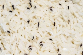 চালে 'পোকা' হচ্ছে...! কৌটোয় রেখে দিন এক প্যাকেট সস্তার 'জিনিস', একটাও পোকা ঘেঁষবে না!