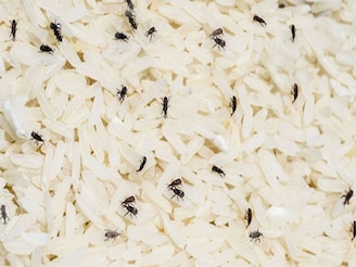 চালে 'পোকা' হচ্ছে...! কৌটোয় রেখে দিন এক প্যাকেট সস্তার 'জিনিস', একটাও পোকা ঘেঁষবে না!