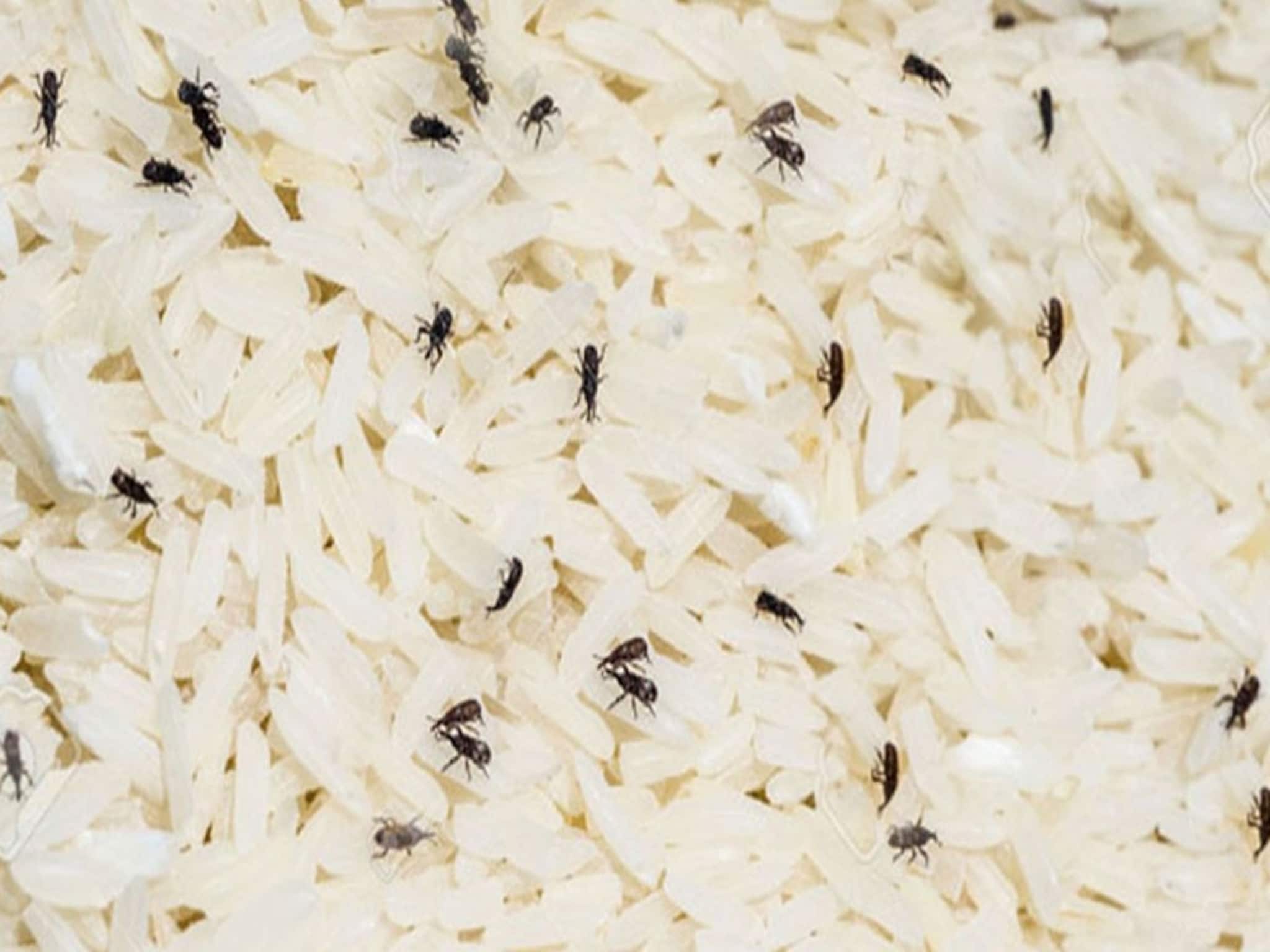 চালে 'পোকা' হচ্ছে...! কৌটোয় রেখে দিন এক প্যাকেট সস্তার 'জিনিস', একটাও পোকা ঘেঁষবে না ধারে কাছে, শিখুন নয়া টেকনিক!