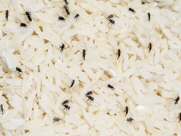 চালে 'পোকা' হচ্ছে...! কৌটোয় রেখে দিন এক প্যাকেট সস্তার 'জিনিস', একটাও পোকা ঘেঁষবে না!