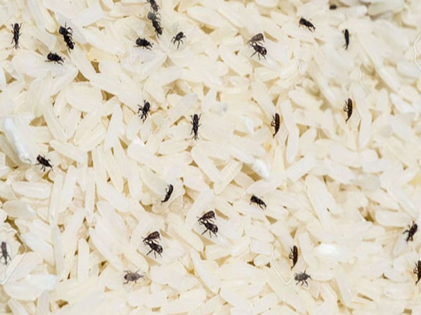 ভাত ভারতের একটি প্রধান খাদ্য। কিন্তু সমস্যা হল, এই দেশে বারো মাস বাতাসে আর্দ্রতা। আর সেই ভেজা ভেজা আবহাওয়া আর আদ্র পরিবেশের কারণেই ভাতের চালের কৌটোয় বাসা বাধে কৃমি পোকার দল। আর তাতেই মাথায় হাত হাল হয় আমাদের!