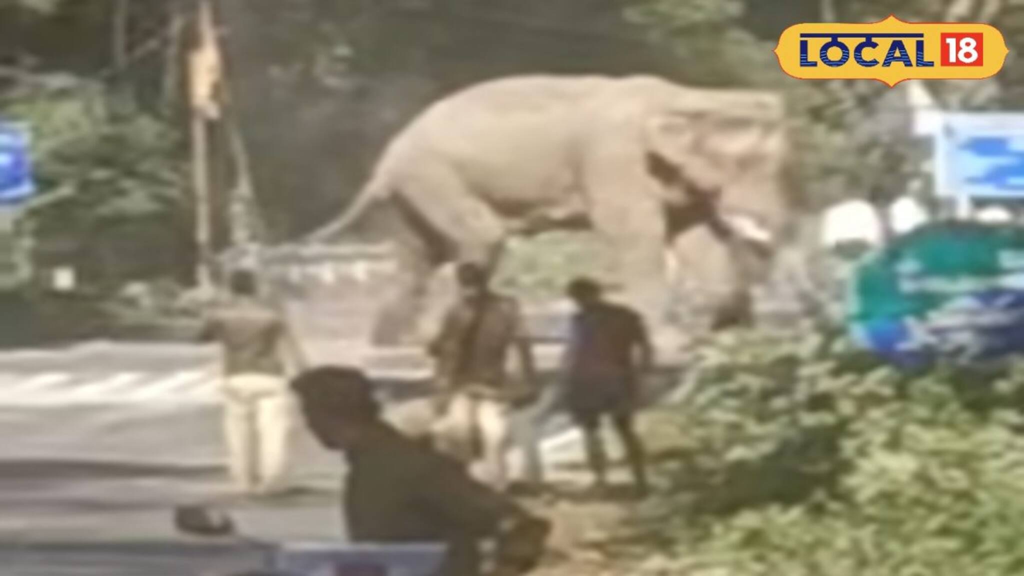 Jalpaiguri News: বোঝো কাণ্ড! রাস্তার মধ্যে দাঁড়িয়ে গজরাজ, থমকে গেল যান চলাচল, ডুয়ার্সে তুলকালাম