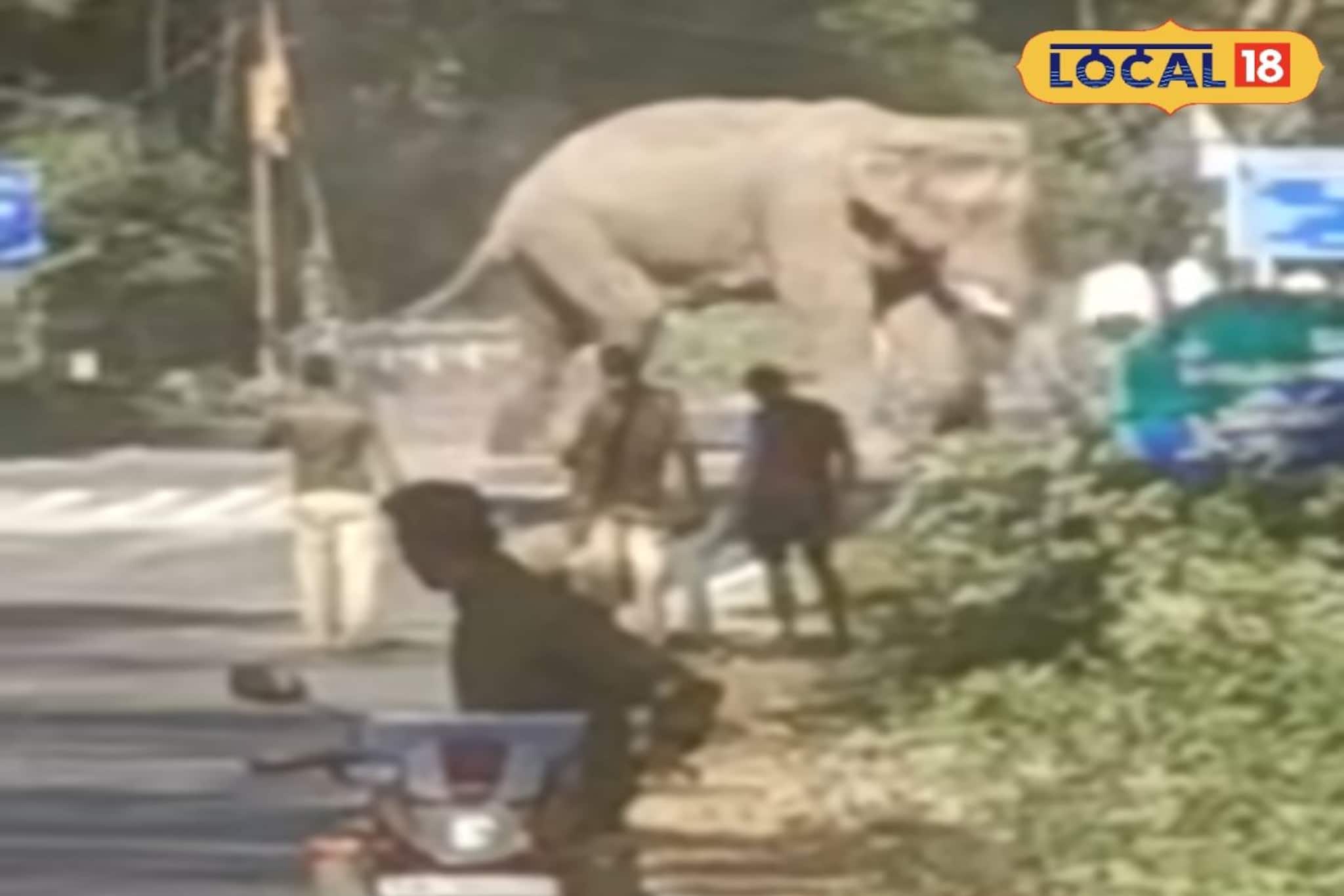 বোঝো কাণ্ড! রাস্তার মধ্যে দাঁড়িয়ে গজরাজ, থমকে গেল যান চলাচল, ডুয়ার্সে তুলকালাম বোঝো কাণ্ড! রাস্তার মধ্যে দাঁড়িয়ে গজরাজ, থমকে গেল যান চলাচল, ডুয়ার্সে তুলকালাম