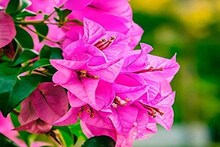 বোগেইনভিলিয়া গাছে ফুলই ফুল...! পাতা দেখা যাবে না, শুধু পোঁতার আগেই করুন কয়েকটি 'কাজ', তরতরিয়ে বাড়বে গাছ, ফুলের সুনামি নামবে বাগানে!