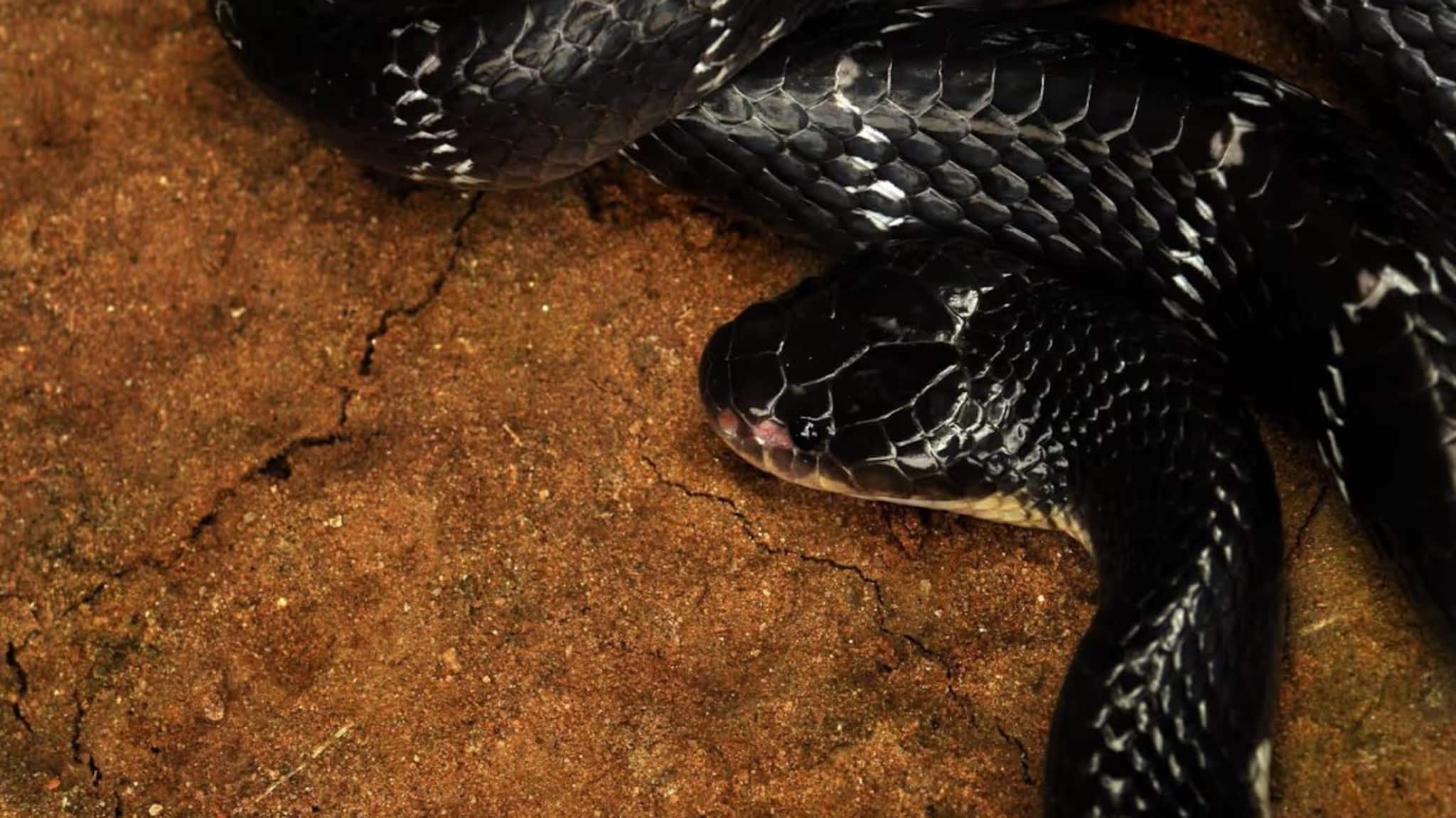 সাপকে চুম্বকের মতো টেনে আনে...! কয়েকটি গাছ সাপেদের 'স্বর্গ'! লাগানোর আগে চোদ্দবার ভাবুন, বিষধর গিজগিজ করবে বাগানময়!