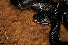 সাপকে চুম্বকের মতো টেনে আনে...! কয়েকটি গাছ সাপেদের 'স্বর্গ', লাগানোর আগে চোদ্দবার ভাবুন!