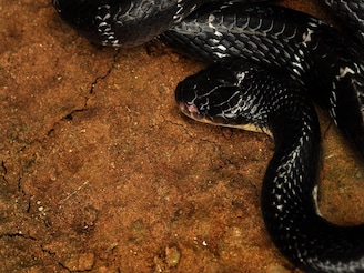 সাপকে চুম্বকের মতো টেনে আনে...! কয়েকটি গাছ সাপেদের 'স্বর্গ', লাগানোর আগে চোদ্দবার ভাবুন!