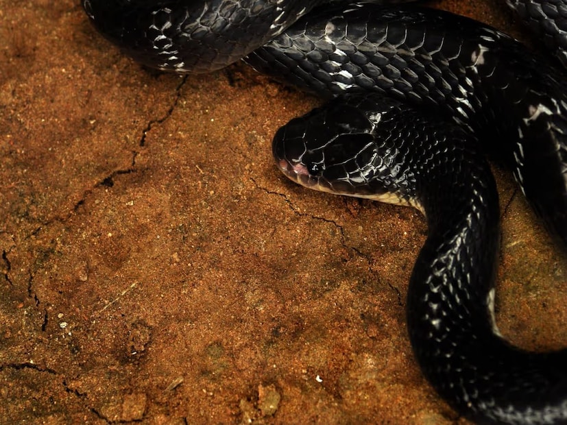 সাপ হল বাস্তুতন্ত্রের সেই প্রাণী যাকে মানুষ ভীষণ ভাবে ভয় পায়। সাপ সামনে এসে পড়লে হাড়হিম হয়ে যায় মুহূর্তের মধ্যে। কারণ সাপ বিষধর হলে সেই সাপের কামড়ে মানুষের মৃত্যু পর্যন্ত হতে পারে।