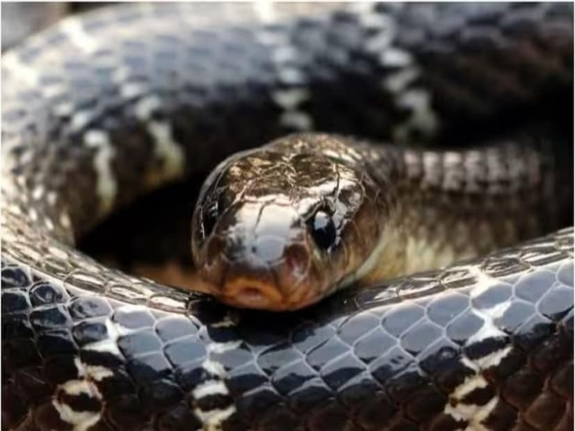 আমরা সকলেই জানি, শীতকাল ঠিক বর্ষাকালের মতোই বাগান পরিচর্যার সময়। নতুন নতুন গাছ লাগানোর জন্য অন্যতম ভাল সময় হিসেবে বিবেচিত হয় এই সিজন। এবার শীতের শুরুতে আপনিও যদি বাগানে বা বাড়ির গাছ লাগানোর কথা ভাবছেন, তাহলে পাঁচটি গাছ লাগানোর বিষয়ে সতর্ক থাকুন, নাহলে কিন্তু কোনও বিষাক্ত সাপ এসে আপনার সাধের বাগানকেই তাদের অভয়ারণ্য ভেবে বসবে।