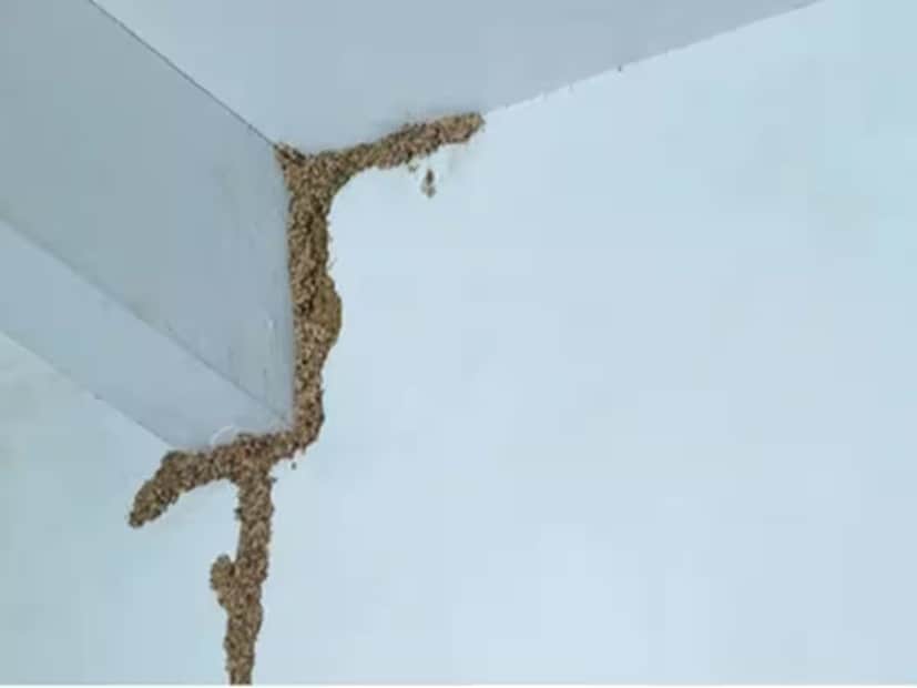 ভারতের মতো দেশে মূলত উষ্ণ, আর্দ্র পরিবেশ হওয়ায় এই অনুকূল পরিবেশে উইপোকারা বেড়ে ওঠে। এরা মূলত বাড়ির নানা জায়গার কাঠ খেয়ে বেঁচে থাকে। কাঠের উপরের অংশে কোনও ছিদ্র থাকে না বলে প্রাথমিক পর্যায়ে তাদের শনাক্ত করাও কঠিন হয়। আর যতদিনে টের পাওয়া যায় তাদের অস্তিত্ব, ততদিনে গোটা বাড়িতে ছেয়ে যায় এই পোকার দল।