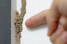 উইপোকার বংশ মুহূর্তে হবে নির্বংশ...! পেস্ট কন্ট্রোল লাগবে না, এক পাউডারেই জব্দ, তুড়িতে তাড়ান শত্রুদের, শিখে নিন টোটকা!