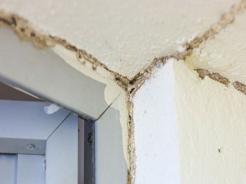 নইলে মুহূর্তে উইপোকা গ্রাস করে নেবে সব ফার্নিচার। হাজার হাজার টাকা খরচ করে, পেস্ট কন্ট্রোল ডেকেও আর মুক্তি পাবেন না উইপোকার হাত থেকে। জানলে শিউরে উঠবেন যে এই সামান্য উইপোকাই কিন্তু আপনার গোটা বাড়ি ক্ষয় করে খালি করে দেওয়ার ক্ষমতা রাখে।