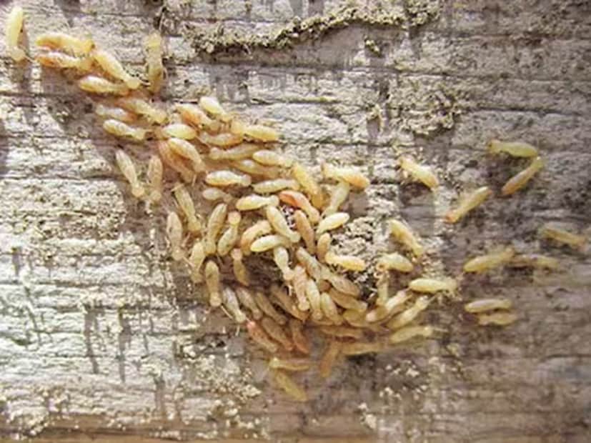 তাই শুরু থেকেই প্রতিরোধ না করলে এর বিশাল প্রভাব পড়তে পারে আপনার সাজানো গোছানো বাড়ির কোণায় কোণায়। গ্রীষ্মকাল হোক বা শীতকাল, উইপোকার আক্রমণ সারা বছরই হতে পারে।