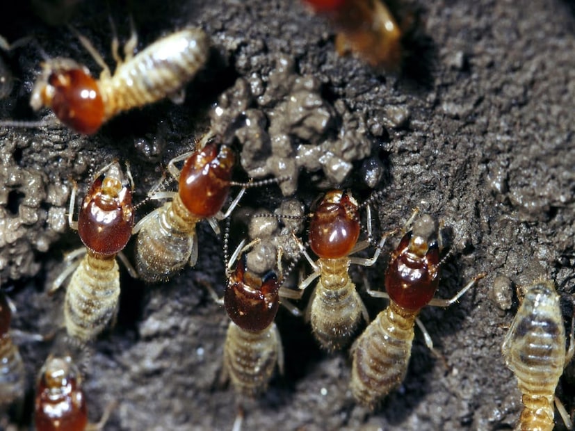 এ যেন বাড়ির এক ভয়ঙ্কর শত্রু! তাই কাঠের আসবাবপত্র দিয়ে বাড়ি সাজালেই হল না, একইসঙ্গে বাড়ির এই সব ফার্নিচার সঠিকভাবে রক্ষণাবেক্ষণ করা ও উইপোকার অত্যাচারের হাত থেকে বাঁচানোও জরুরি।