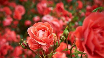 গোলাপ গাছ, ভুড়ভুড়িয়ে, কুঁড়ি, গোলাপ ফুল, গোলাপ গাছের ডালপালা, পোকামাকড়, শীতকাল, শীতকালের বাগান, গোলাপ চাষ, গোলাপ চাষের পদ্ধতি, গোলাপ বাগান, গোলাপ ডে গোলাপ গাছ, গোলাপ ফুলে পোকার উৎপাত, গোলাপ ফুলের ত্রিসীমানায় ঘেঁষবে না পোকামাকড়, পোকামাকড় তাড়াতে রসুন, গোলাপ গাছের যত্ন, গোলাপ গাছের যত্ন করতে কী করবেন, শীতের ফুল, গোলাপ ফুল, শীতের বাগান পরিচর্যার টিপস, গোলাপ গাছে পোকার অত্যাচার, গোলাপ গাছে পোকামাকড়, রাসায়নিক মুক্ত প্রাকৃতিক সালফার, বাগান পরিচর্যা, ফুলের বাগান, ইনো, সার, বর্ষাকাল ফুলের চর্চা, বর্ষাকালে গাছ বাঁচাতে মোক্ষম এই সার, শীতকালের গার্ডেনিং টিপস, শীতকাল, ফুল বাগান, গাছের বৃদ্ধি, গাছের পরিচর্যা, সহজ পথে গোলাপ গাছের যত্ন, বাংলা নিউজ, বাংলা ম্যাগাজিন, বাংলার খবর, গ্রীষ্মকাল, বর্ষাকাল, লঙ্কা গাছ, লেবু, সবজি চাষ, পদ্ম চাষ, গোলাপ, ফুলগাছ, গার্ডেনিং টিপস, বাগান, গোলাপ ফুল