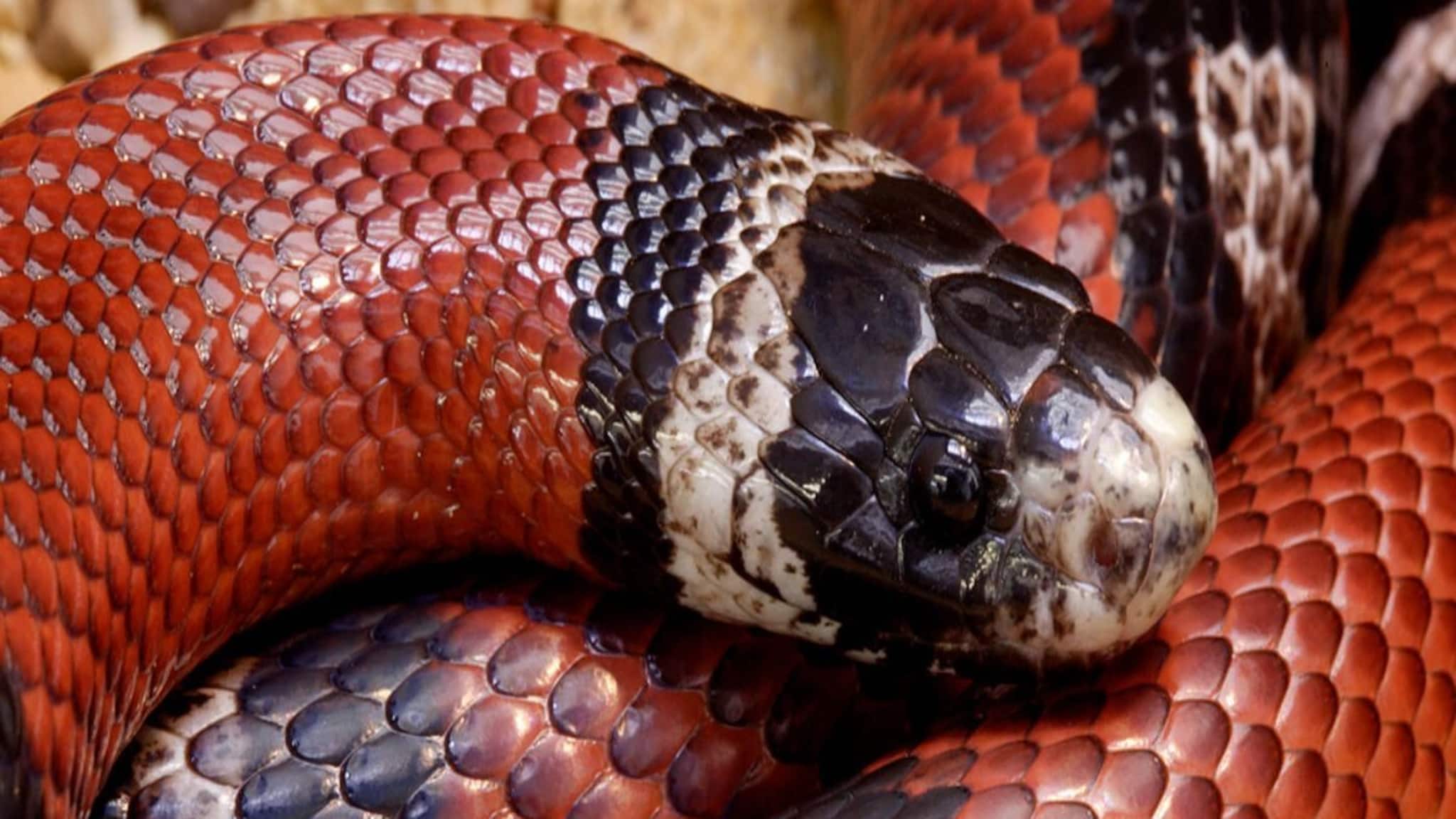 সাপ কামড়ালেই...! এক ঘণ্টার মধ্যে করুন মোক্ষম 'কাজ', বেঁচে যাবেন, ফলো করুন সাপের কামড়ের 'গোল্ডেন রুল'!