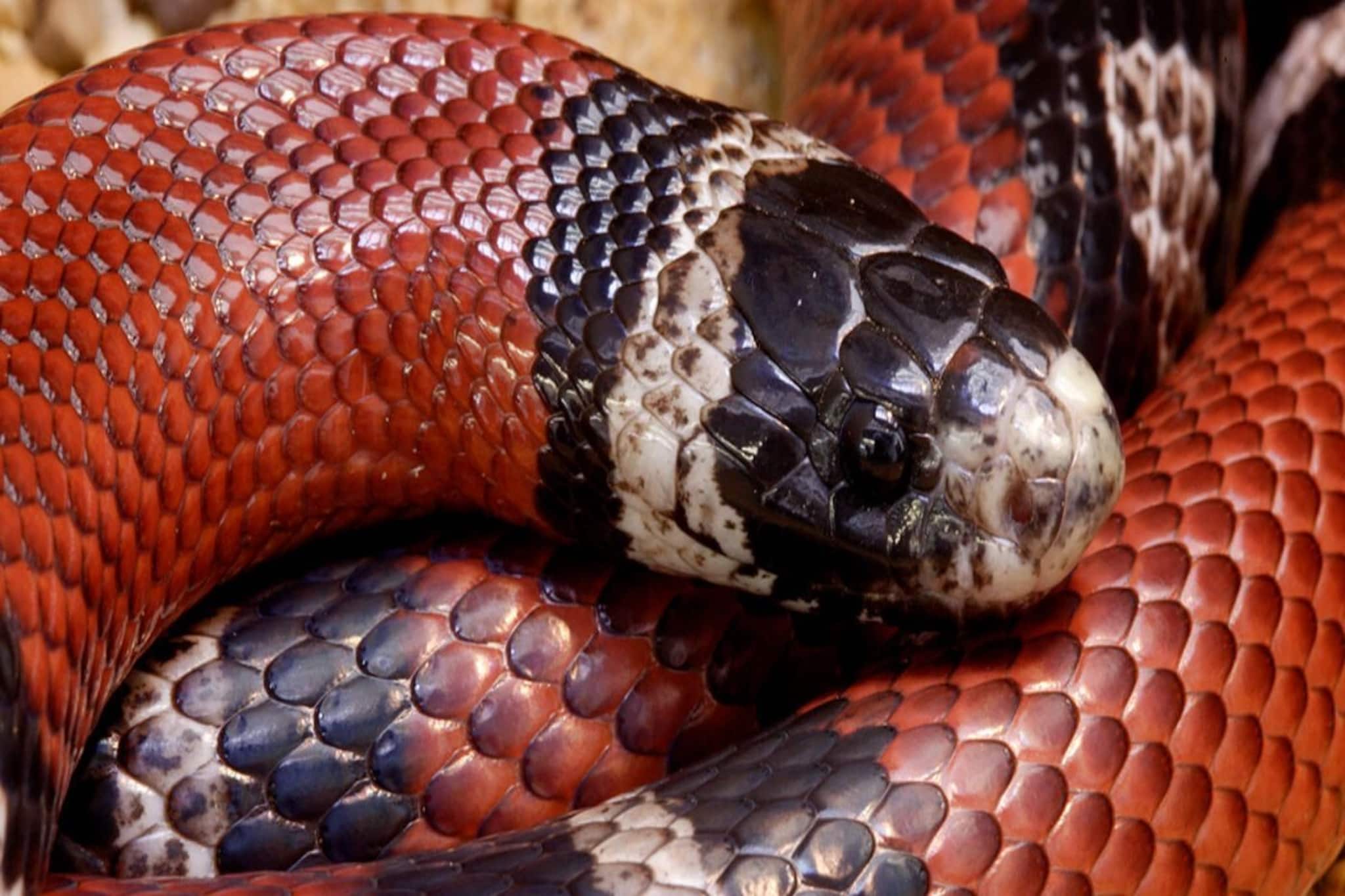 সাপ কামড়ালেই...! এক ঘণ্টার মধ্যে করুন মোক্ষম 'কাজ', ফলো করুন সাপের কামড়ের 'গোল্ডেন রুল'! সাপ কামড়ালেই...! এক ঘণ্টার মধ্যে করুন মোক্ষম 'কাজ', ফলো করুন সাপের কামড়ের 'গোল্ডেন রুল'!