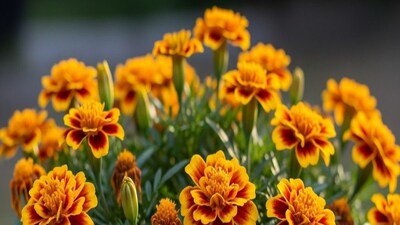 গাঁদা ফুল, গাঁদা ফুল গাছ, ফুলে ফুলে ছেয়ে যাবে গাঁদা গাছ, শিকড়ের কাছে, ফসফরাস সার, জাদুকরী জিনিসের স্প্রে, এক কায়দাতেই ম্যাজিক, ভার্মিকম্পোস্ট, কুঁড়িতে কুঁড়িতে সুনামি, ফুলে ফুলে ভরে যাবে গাঁদা গাছ,গাঁদা গাছে ফুল বাড়ানোর উপায়, গাঁদা গাছে ফুল ফোটানোর উপায়, গাঁদা গাছে পোকার উৎপাত, শীতকাল, শীতকালের বাগান চর্চা, গাঁদা চাষ, গাঁদা গাছের ফলন, গাঁদা চাষের পদ্ধতি, গাঁদা ফুল গাছ, গাঁদা বাগান, গাঁদা, মেরিগোল্ড, গাঁদা গাছ, গাঁদা ফুলে পোকার উৎপাত, গাঁদা ফুলের ত্রিসীমানায় ঘেঁষবে না পোকামাকড়, পোকামাকড় তাড়াতে রসুন, গাঁদা গাছের যত্ন, গাঁদা গাছের যত্ন করতে কী করবেন, শীতের ফুল, গাঁদা ফুল, শীতের বাগান পরিচর্যার টিপস, গাঁদা গাছে পোকার অত্যাচার, গাঁদা গাছে পোকামাকড়, রাসায়নিক মুক্ত প্রাকৃতিক সালফার, বাগান পরিচর্যা, ফুলের বাগান, ইনো, সার, বর্ষাকাল ফুলের চর্চা, বর্ষাকালে গাছ বাঁচাতে মোক্ষম এই সার, শীতকালের গার্ডেনিং টিপস, শীতকাল, ফুল বাগান, গাছের বৃদ্ধি, গাছের পরিচর্যা, সহজ পথে গোলাপ গাছের যত্ন, বাংলা নিউজ, বাংলা ম্যাগাজিন, বাংলার খবর, গ্রীষ্মকাল, বর্ষাকাল, লঙ্কা গাছ, লেবু, সবজি চাষ, পদ্ম চাষ, গোলাপ, ফুলগাছ, গার্ডেনিং টিপস, বাগান, গাঁদা ফুল, গোলাপ ফুল, চন্দ্রমল্লিকা, ডালিয়া, জুঁই, জবা গাছ