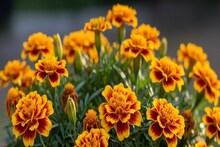 ফুলে ফুলে ছেয়ে যাবে গাঁদা গাছ...! শিকড়ের কাছে দিয়ে দিন ফসফরাস সার আর 'জাদুকরী' জিনিসের 'স্প্রে', এক 'কায়দাতেই' ম্যাজিক!