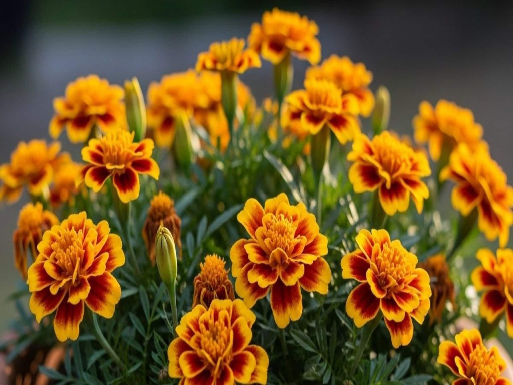 ফুলে ফুলে ছেয়ে যাবে গাঁদা গাছ..! শিকড়ের কাছে দিন ফসফরাস সার আর 'জাদুকরী' জিনিসের 'স্প্রে' ফুলে ফুলে ছেয়ে যাবে গাঁদা গাছ..! শিকড়ের কাছে দিন ফসফরাস সার আর 'জাদুকরী' জিনিসের 'স্প্রে'