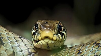 সাপ, চুপিচুপি ঢুকে আসে সাপ, শীতকাল, বাড়ির ত্রিসীমানায় ঘেঁষবে না বিষধর, মুদিখানার মোক্ষম ৫ উপাদান, শুধু সঠিক কায়দা জানুন, সর্ষের তেল দিয়ে সাপ তাড়ানো, সাপ তাড়াতে কী কী উপায়, সাপ তাড়াতে ভিনিগার, অ্যামোনিয়া, সাপ তাড়াতে লবঙ্গ তেল, দারচিনি, দারচিনি তেল দিয়ে সাপ তাড়ান, মুদিখানার দোকান থেকে সাপ তাড়ানোর উপাদান, মোক্ষম উপাদান, গন্ধ, সাপের শত্রু, বিষধরের জন্য বিপদ, লতা, কোন গন্ধে সাপ পালায়, কোন গন্ধ সাপ ভয় পায়, কোন গন্ধে পালায় লতা, কোন গন্ধ বাড়ি থেকে সাপ তাড়ায়, সুরসুর করে পালায় সর্পকূল, কোন গন্ধে সাপ কামড়ালে কী করবেন, পেঁয়াজ, রসুনের গন্ধ, তুলসী, পুদিনার গন্ধ, কোন গাছ লাগালে সাপ আসে, এই গন্ধে পালায় সাপ, কোন গন্ধে পালায় সাপ, কার্বলিক অ্যাসিড, সাপ ভয় পায় কোন কোন গন্ধ, পৃথিবীতে কোন গন্ধে ভয় পায় সাপ, সাপ তাড়ানোর ঘরোয়া উপায়, সাপ সামনে এলে কী করবেন, কোন সাপে বিষ নেই, সাপ দেখলে কী করবেন, সাপ নিয়ে বিশেষজ্ঞের পরামর্শ, সাপের কামড়ে মৃত্যু, ভারতীয় সাপ, সাধারণ জ্ঞান, ট্রেন্ডিং জিকে, কোন গন্ধে সাপ আসে না বাড়িতে, ভিনিগার, লেবুর গন্ধ, কার্বলিক আসিড, এই গন্ধে সাপ পালায়, সাপ তাড়াতে কী করবেন, সাপ তাড়ানোর প্রাকৃতিক টোটকা