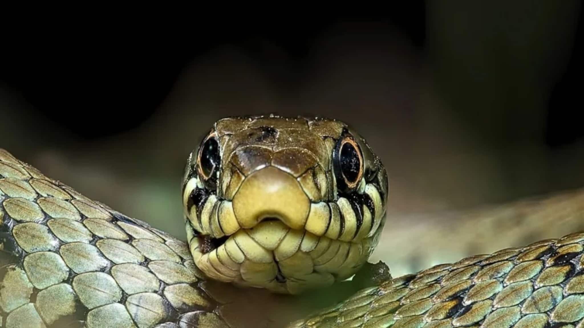 চুপিচুপি ঢুকে আসে 'সাপ' শীতকালে...! বাড়ির ত্রিসীমানায় ঘেঁষবে না 'বিষধর', মুদিখানার মোক্ষম ৫ 'উপাদান', শুধু সঠিক কায়দা জানুন!