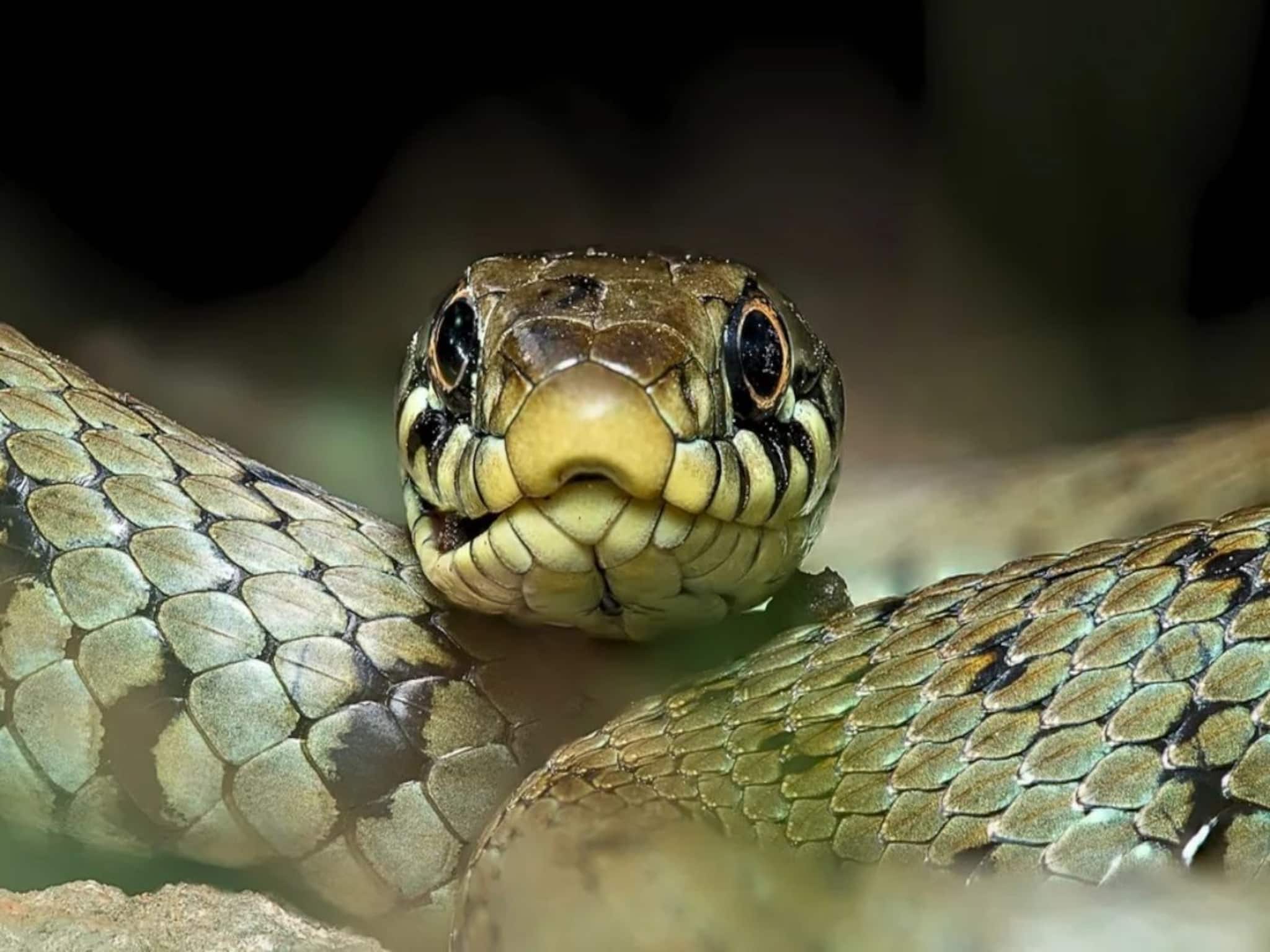 চুপিচুপি ঢুকে আসে 'সাপ' শীতকালে...! বাড়ির ত্রিসীমানায় ঘেঁষবে না 'বিষধর', সঠিক কায়দা জানুন!