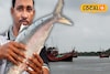 ইলিশ, ভোলা...! শীতের শুরুতে 'মাছে ভাতে বাঙালি'দের জন্য চরম খারাপ খবর, মাছ নিয়ে বাড়ছে আশঙ্ক