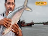 ইলিশ, ভোলা...! শীতের শুরুতে 'মাছে ভাতে বাঙালি'দের জন্য চরম খারাপ খবর, মাছ নিয়ে বাড়ছে আশঙ্ক