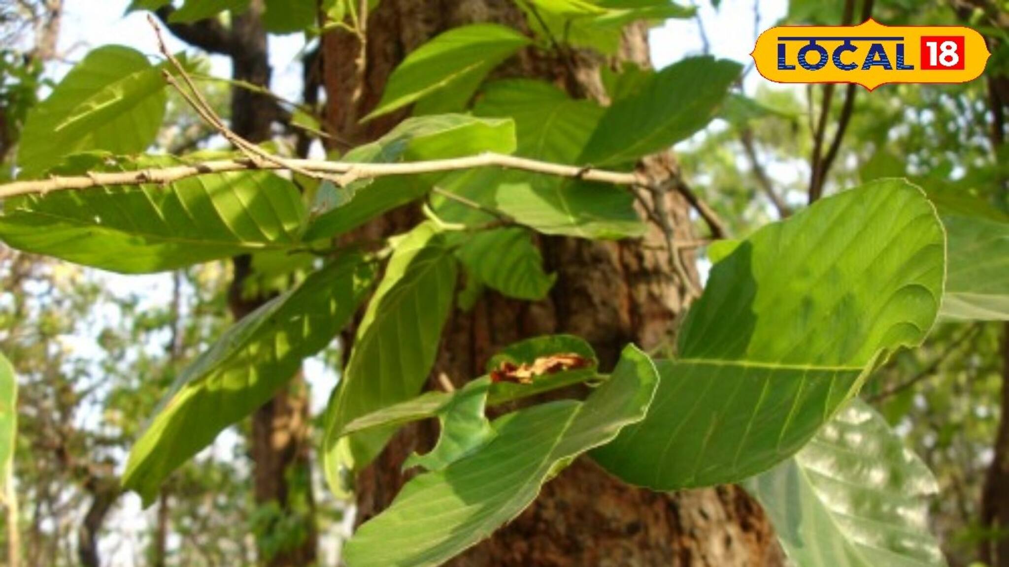 Bankura News: শালপাতাই বদলে দিল আদিবাসীদের জীবন! রোজ রোজ মিলছে ৫০০ টাকা, খুশিতে ডগমগ জঙ্গলমহল