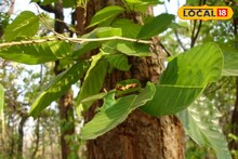 Bankura News: শালপাতাই বদলে দিল আদিবাসীদের জীবন! রোজ রোজ মিলছে ৫০০ টাকা, খুশিতে ডগমগ জঙ্গলমহল