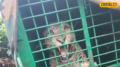 খাঁচাবন্দি লেপার্ড