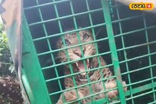 Siliguri News: তিন মাসের আতঙ্কে ইতি! নকশালবাড়ির চা বাগানে অবশেষে খাঁচাবন্দি লেপার্ড, স্বস্তির নিঃশ্বাস শ্রমিকদের