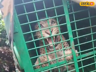 খাঁচাবন্দি লেপার্ড