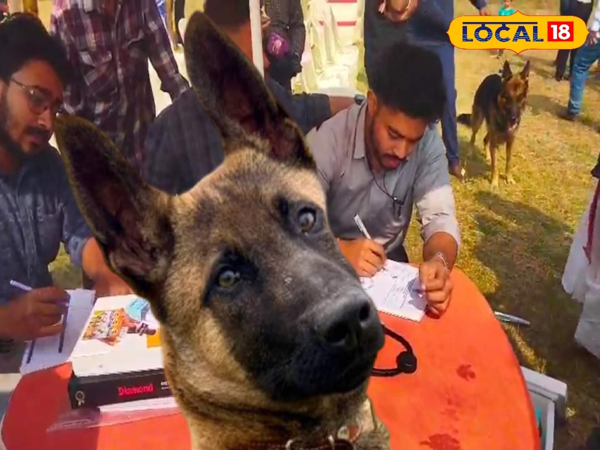 জয়নগরের প্রথম পশু হাসপাতাল, সারমেয়দের স্পেশাল কেয়ার! এক ছাদের নিচে বহু সুবিধা জয়নগরের প্রথম পশু হাসপাতাল, সারমেয়দের স্পেশাল কেয়ার! এক ছাদের নিচে বহু সুবিধা