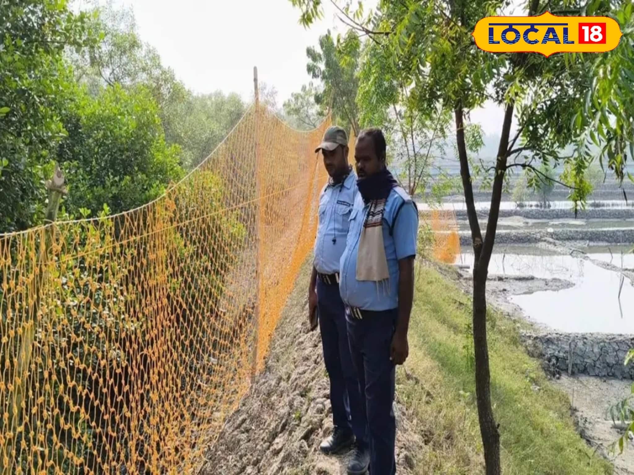 Royal Bengal Tiger: খাঁচায় দেওয়া হল ছাগলের টোপ, বাঘ ধরতে ৪৫ জনের টিম! জাল দিয়ে চার কিলোমিটার ঘিরল বন দফতর